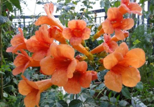 养这几款植物,沾点水就爆盆,花开美轮美奂,阳台成烂漫花园,美