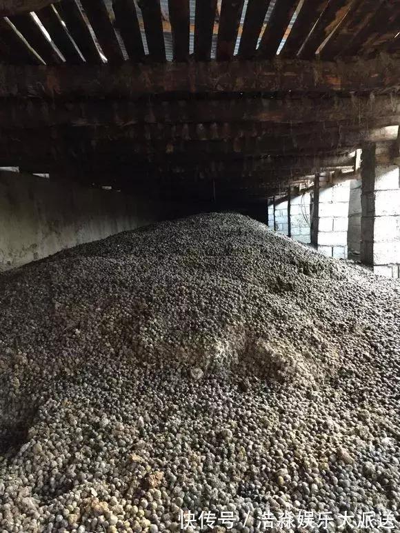 盆土板结抠不动,3种“松土剂”倒进去,松软如“发糕”!