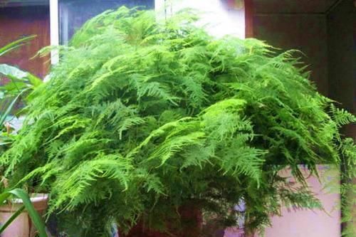 养文竹，谨记2多、2少，不黄叶，还不断冒新芽