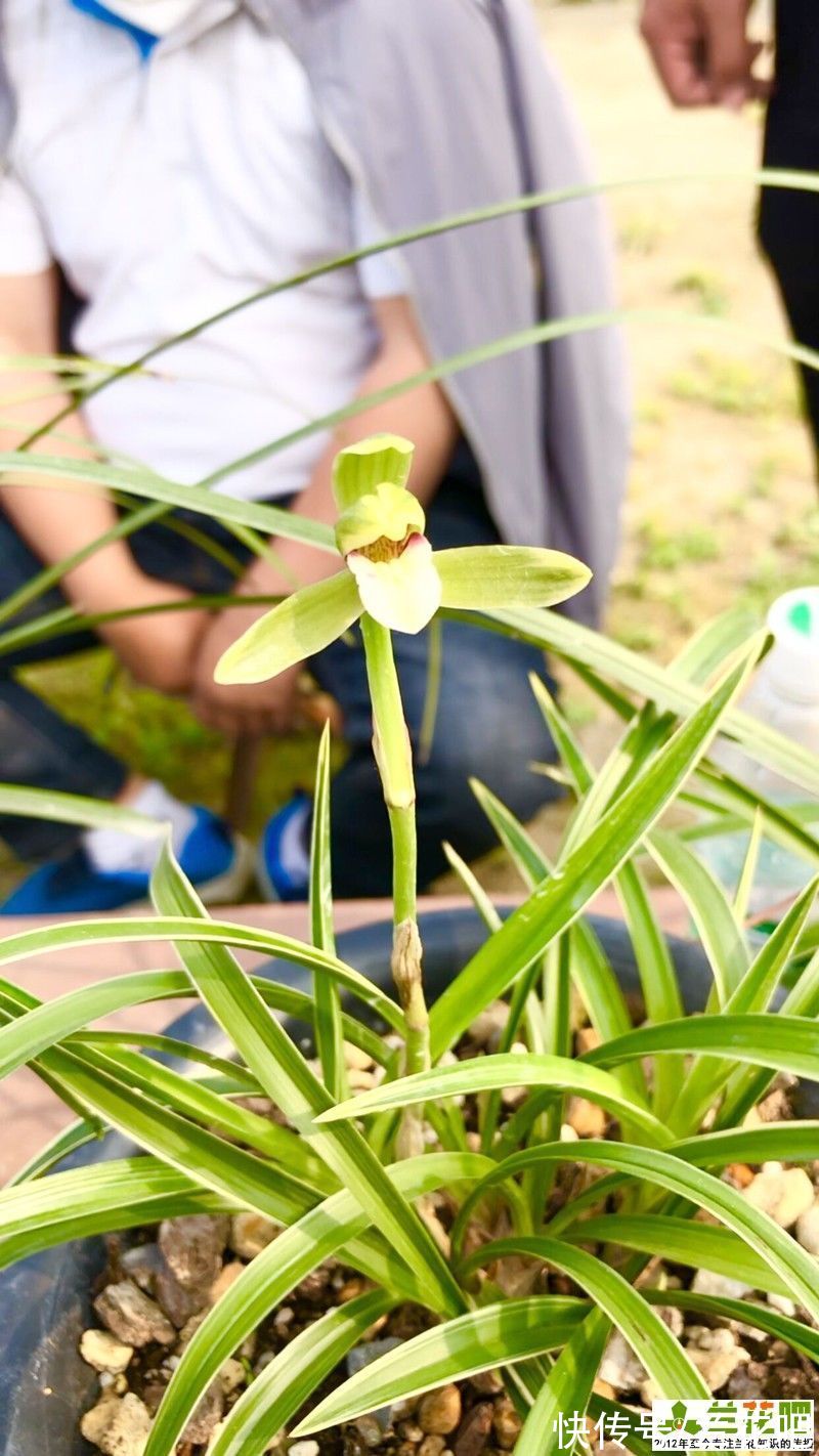 浇水|兰花浇水，有理论有操作，3步走浇水法