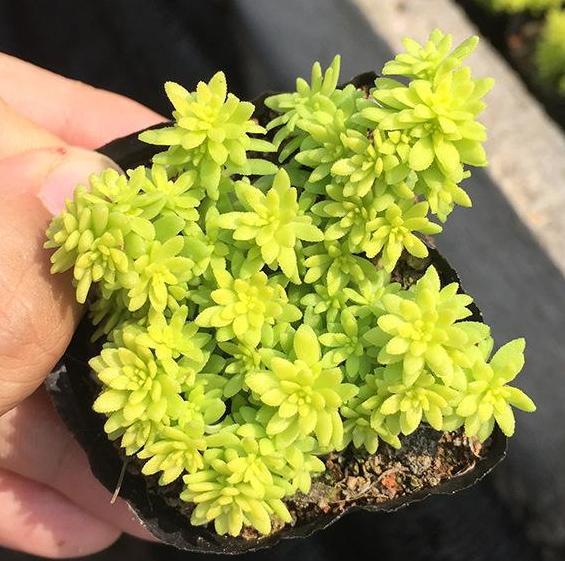 见阳光就疯长的“多肉”植物,“黄金万年草”好看易爆盆