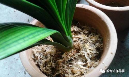 发财树君子兰烂根,可别扔了,1个小招就能救活!