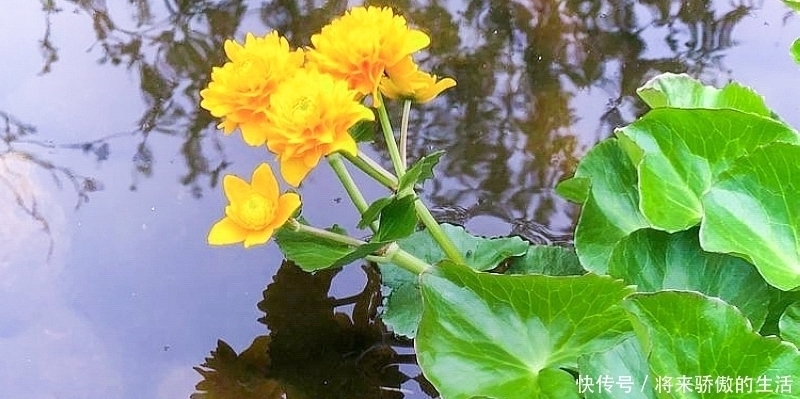 黄花菜|河边一种“黄花菜”,以前当杂草,如今30元1斤别错过