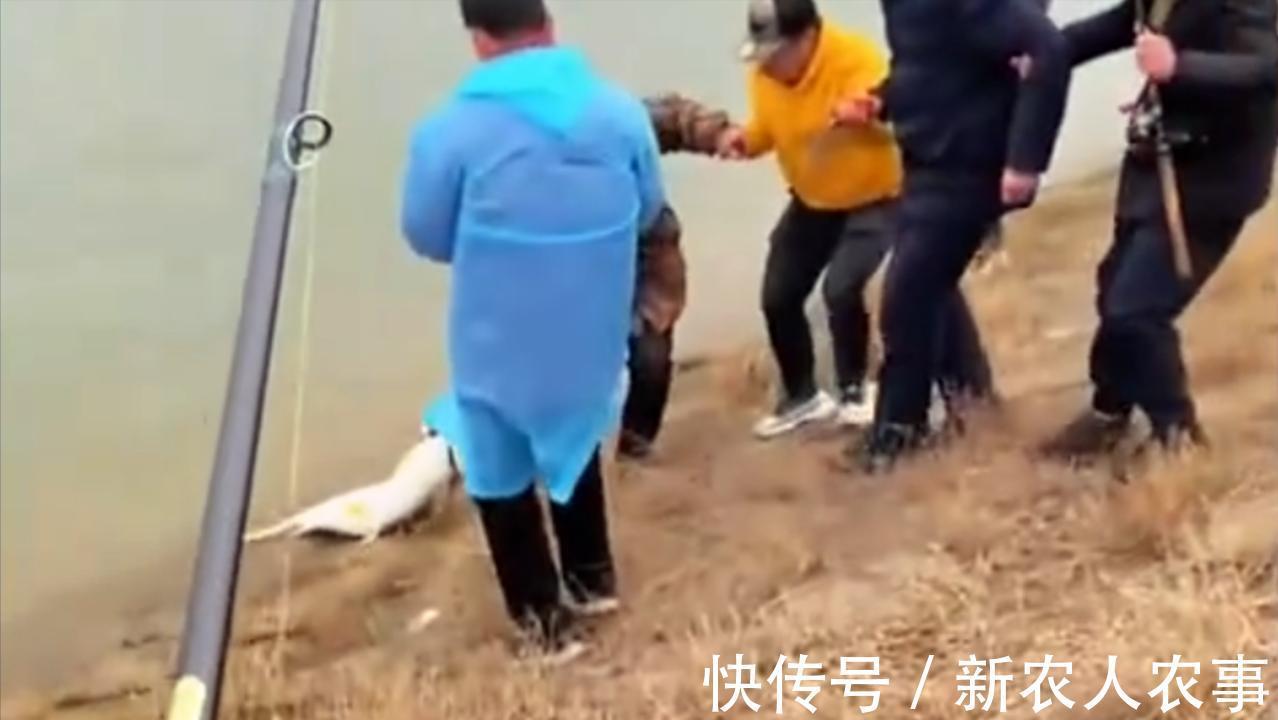 湖南一男子在湘江里野钓，意外收获58斤的大鱼，直接在地上拖着走