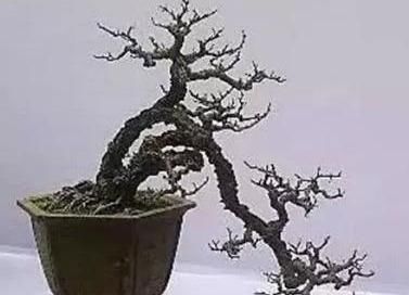 很好辨认的1种藤本植物,别轻易触碰,却是制作盆景的优良素材