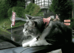 |搞笑动图:猫爪乱舞,别以为我好欺负!