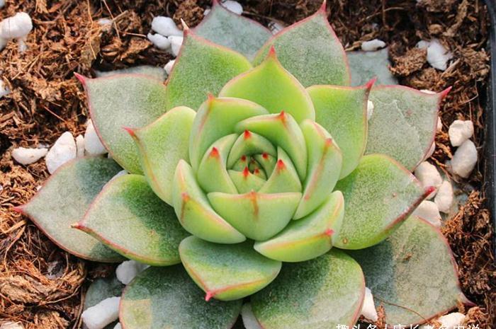 这5款多肉极难养出状态,养护环境不好或新手朋友最好不要碰它们