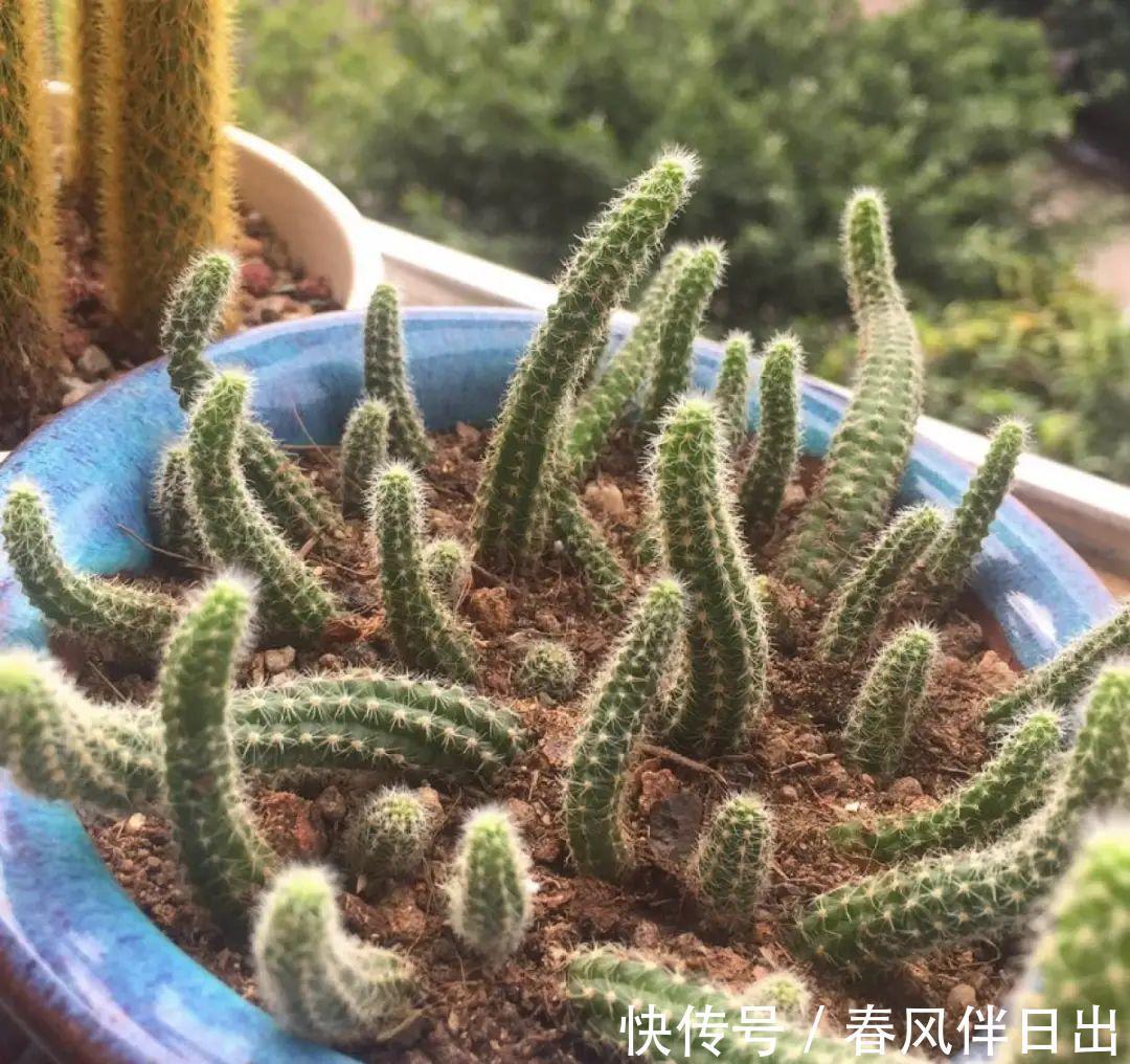 白檀|养到烦人的花，盆都不够用，扔掉还很心疼