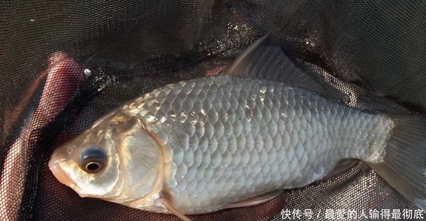 漂相|钓春鲫，判断鲫鱼是不是已经离底了，看这两个迹象就足够了