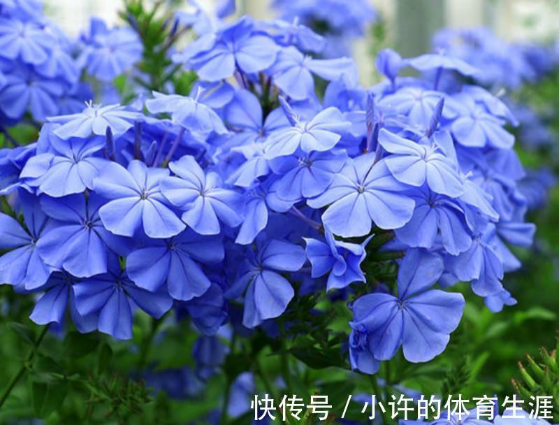 此6种花开蓝色，花美清新，好养易爆盆
