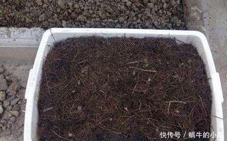 养君子兰,这两样东西放盆里,开花一年比一年多,侧芽长爆盆