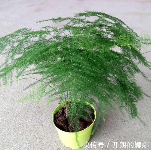 透水孔|老花农透露6个养花技巧！学会后，花草养的旺，年年受用！