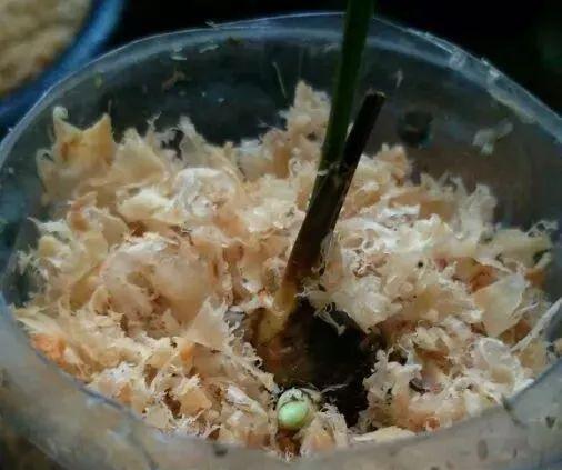 拿它一捂,长寿蟹爪兰嗖嗖冒花苞,多肉呼呼胖三圈