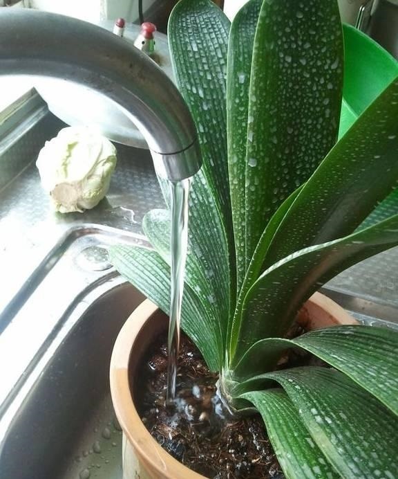 养花就死4个“坏毛病”很多人中招,烂根、死亡停不住