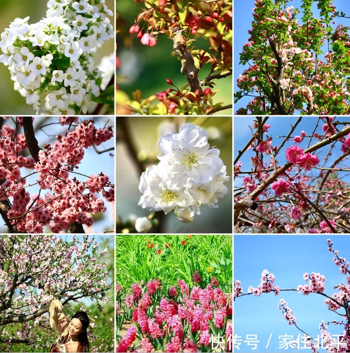 醉美花海！世界花后”正香飘京城，观赏面积超120000㎡！快去打卡