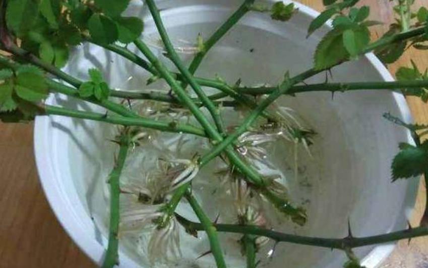 非洲堇|9月了，赶紧扦插这些花卉，生根快成活率高，培育多盆成大户