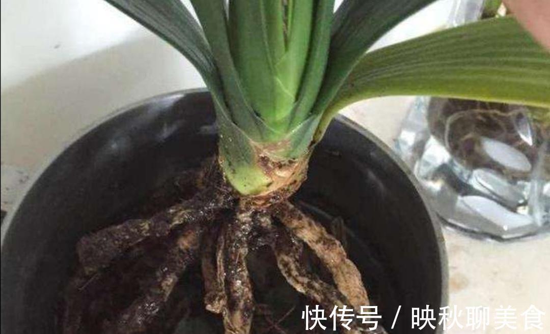 有机肥|君子兰烂根不要扔,用这种方法处理,一个月长满新根