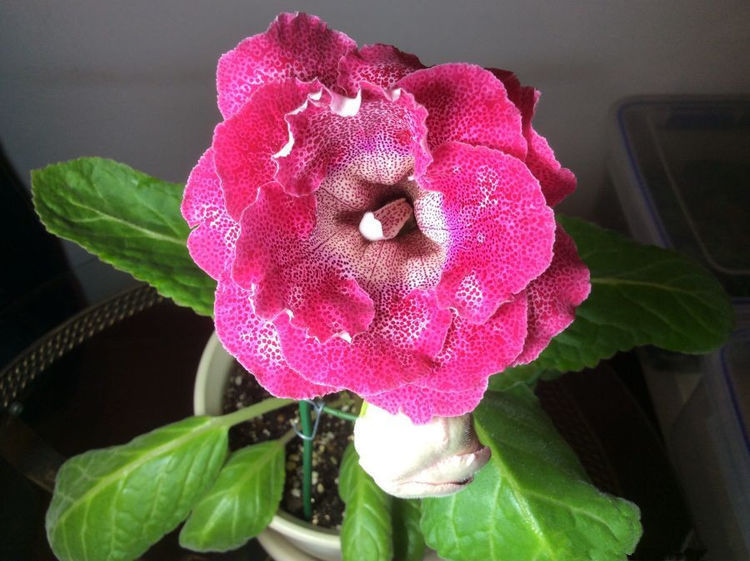 这种花是花中劳模,一年四季开花不断,花香四溢飘满屋,美爆了