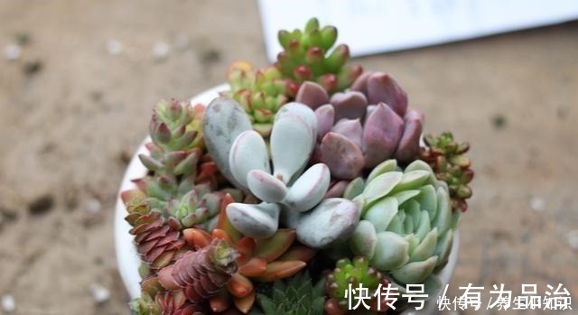 小齐|多肉叶插要“心狠”，不烂叶，出芽快，提高成活率，小苗挤满盆！
