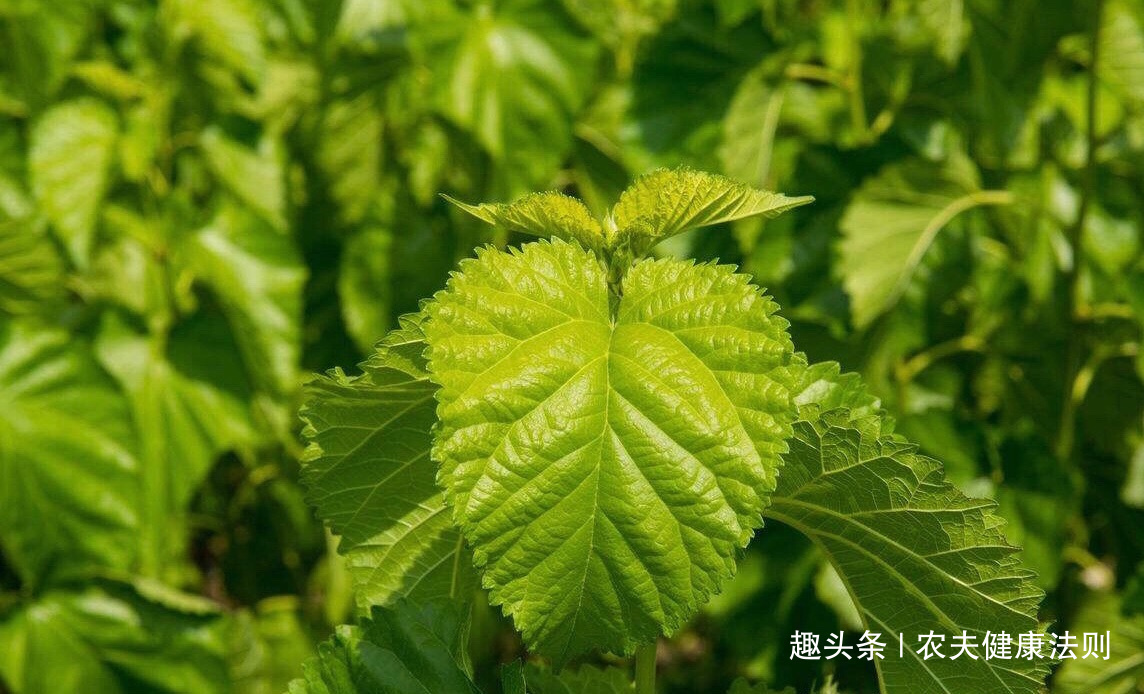 女性|女性经期多喝此“补血叶”,排出子宫污血,调理月经,防妇科病