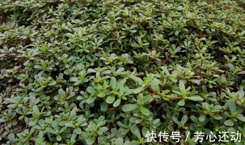 药用价值|“吃得马齿苋,到老无病患”,被称长寿菜的马齿苋,有哪些好处