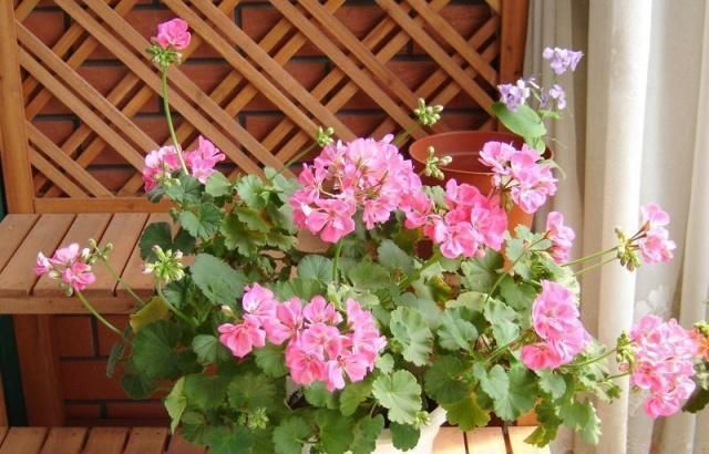 植物|这五种“花卉”都是懒人花,每月浇水一次,不会烂根,远离黄叶