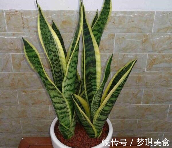 虎皮兰|养虎尾兰,一个小技巧,长得快、侧芽多、叶厚实,3个月长爆盆