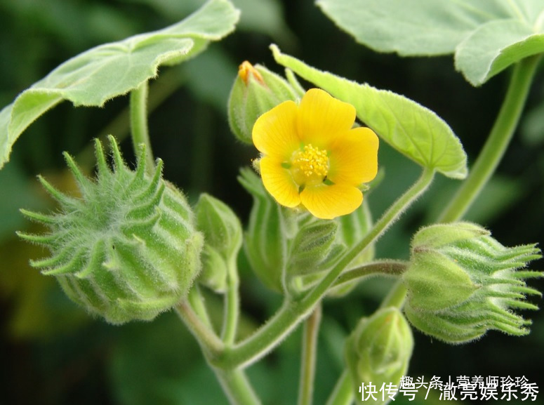 家乡|若你在家乡有幸见到它们，请好好珍惜，药用价值极高，可遇不可求