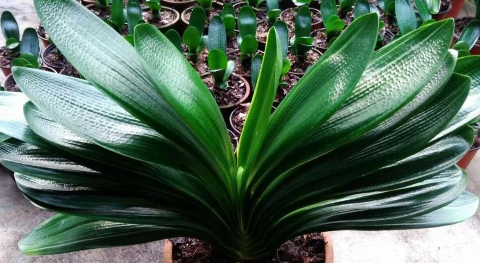 春天养君子兰,2个地方剪一剪,补上1种肥,植株越长越旺