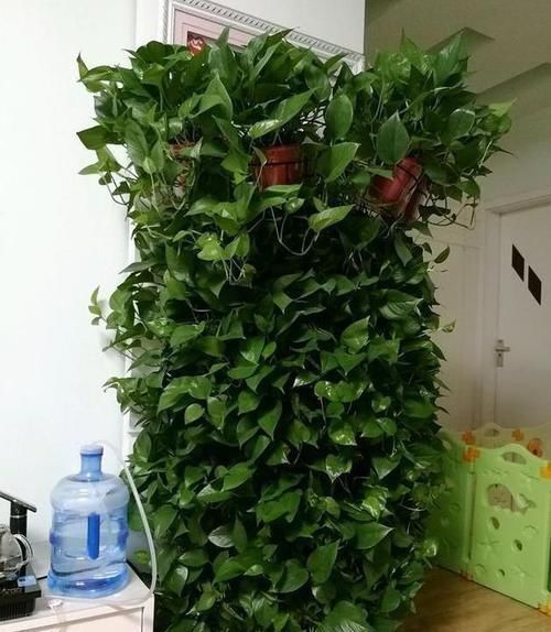 植物|老花农养植物从不买肥料,浇水时加点它,绿萝一个月能窜上天