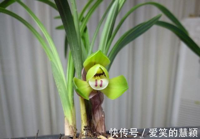 基部|兰花换粗植料以后,叶片一直发黄,是退草还是腐苗没救了?