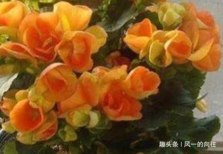 这三种耐阴花,最喜欢没光的地方!北阳台也可以繁花似锦