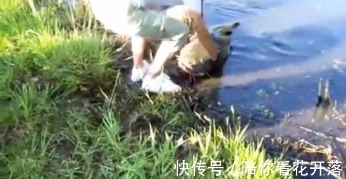 钓鱼|女子湖边徒手钓鱼,钓到一个大家伙,丈夫看后兴奋了