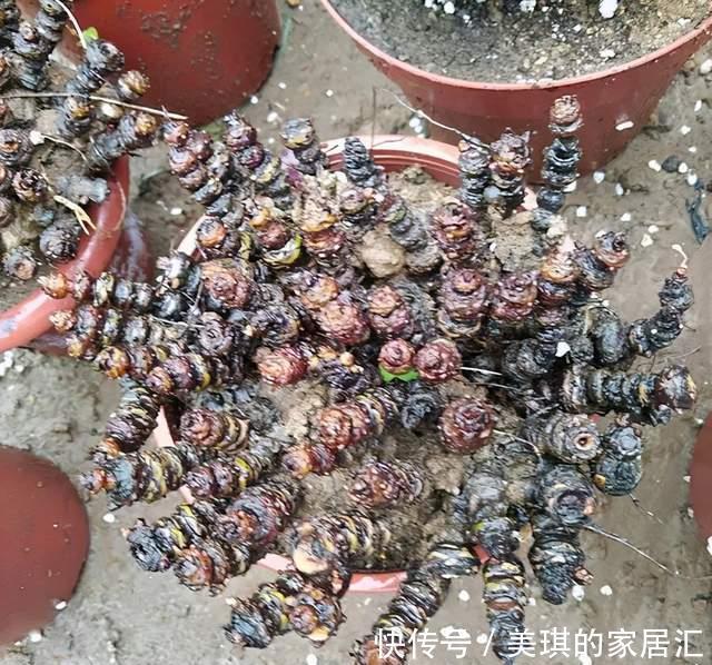 野草|路边野草,种盆里变成值钱盆景,超好养还好看