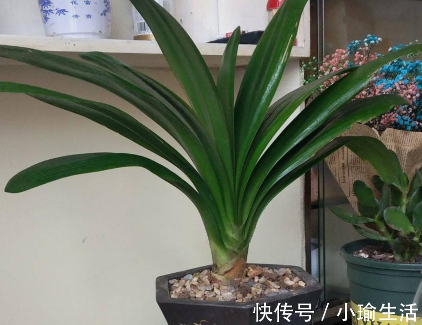 自来水|君子兰天热要休眠,状态越来越差?坚持2不要,安全度夏