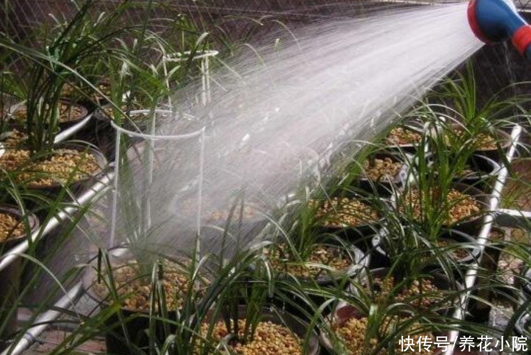 花友|天热了，兰花养护很关键，切记不能乱施肥