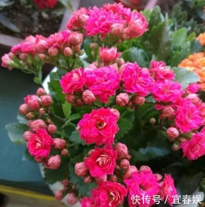 养长寿花，盆里埋上“1个它”，家家都有，不施肥，也花大色艳