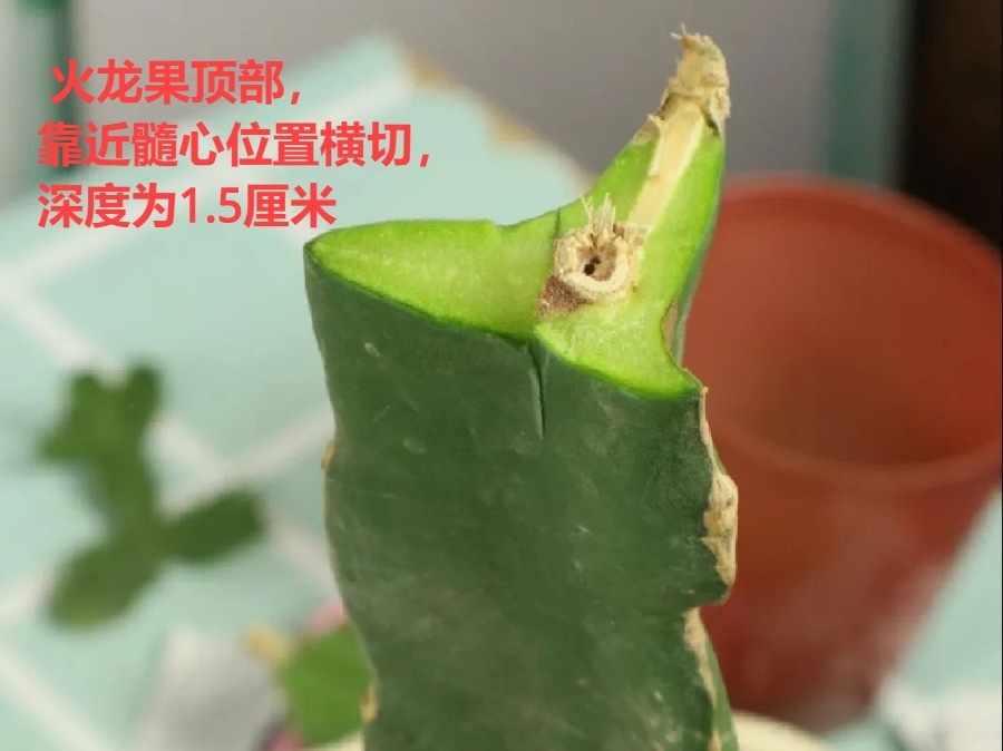 嫁接|嫁接达人,玉树嫁接长寿上,花友直呼内行!