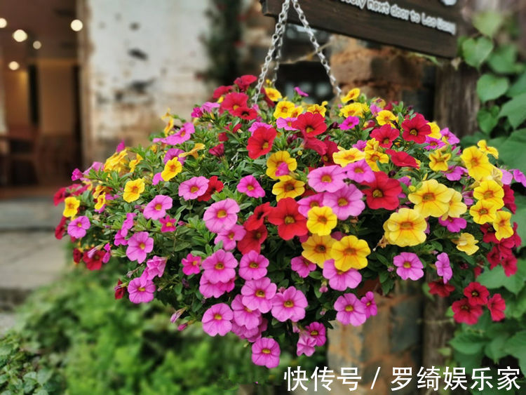 喜欢牡丹,不如养“优良玫瑰”卡罗拉,标准玫瑰红,花开鲜艳照人