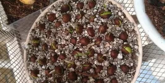 果肉|枇杷好吃又养生,里面的核埋土里,几天就发芽成苗