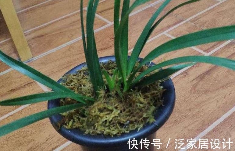 叶片|少见的黑紫色兰花：墨雪姬，花香浓郁，叶片常青，几乎零缺点