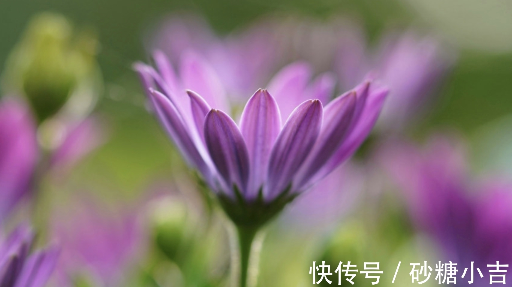 桃花运|8月，旧爱回头，再度相逢，牵手复合，3生肖喜撞桃运，幸福连连