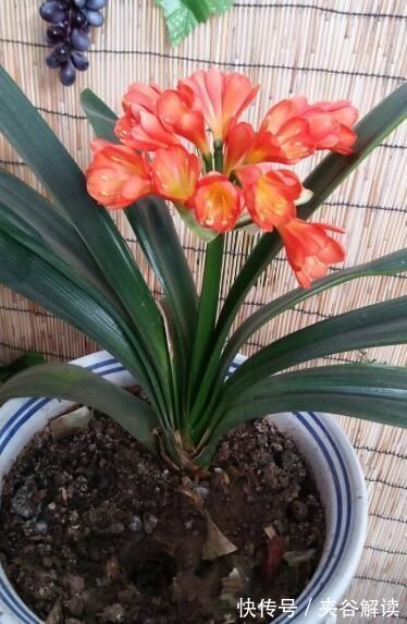如盘|君子兰怕“3高”,怪不得一直不开花,避开后花开大如盘