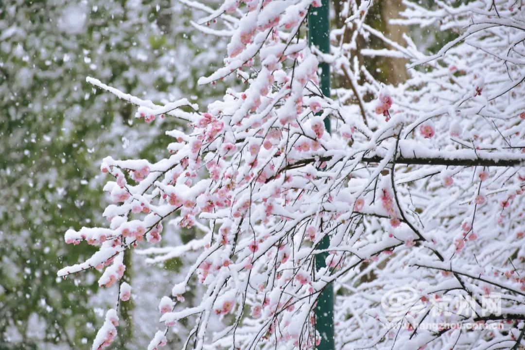 冰雪|今天刷屏的鹅毛大雪十年未见？明早起来能看到冰雪杭城吗？气象台回应