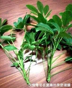 这4种花,剪个枝插水里,10天就生根,当下季节最佳