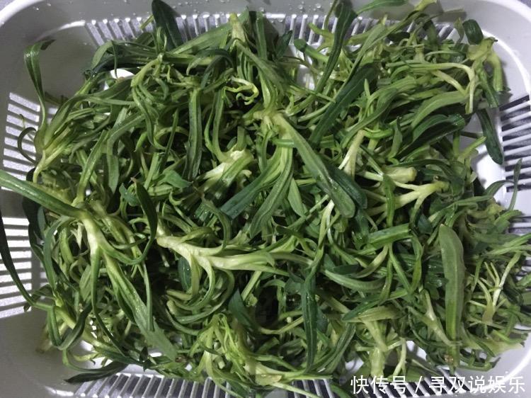 润肺|以前农村喂猪的野菜,润肺止咳、润肠通便,功效强大,有钱也难买