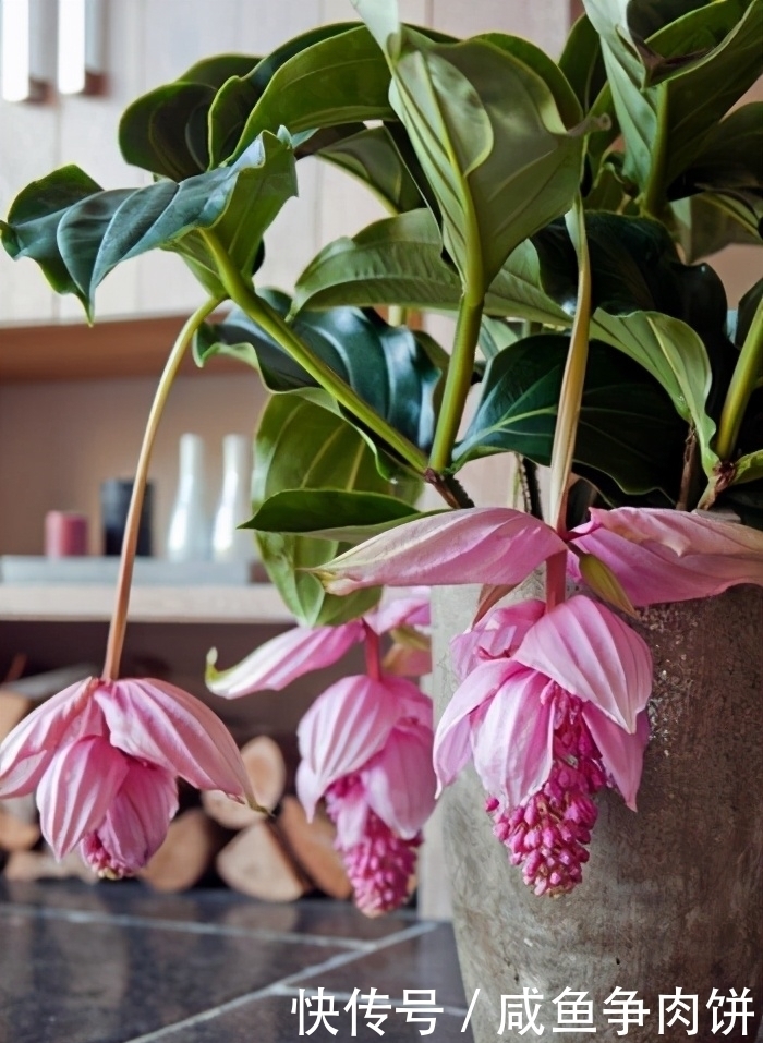 花色|5种好养的耐阴花，对光照没硬性要求，花繁叶茂、花色变化多样
