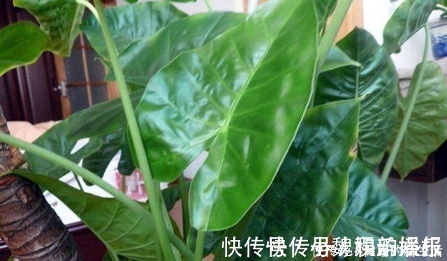 汁液|这几种花室内不能养,家里有的尽快搬走,别拿安全开玩笑!