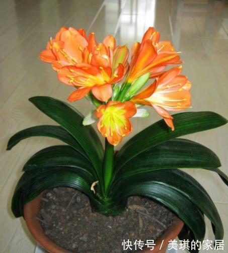 秋天|想要君子兰快速开花?教你3招,学会了叶片油亮,绽放层叠群花