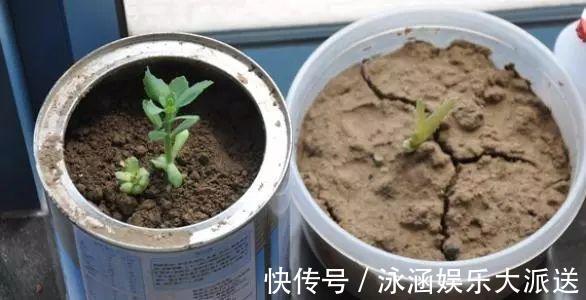 多肉|它不死已经给你面子了，多肉不换土，你是想在水泥地养多肉